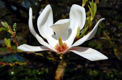 Magnolia, Blüte im Querschnitt