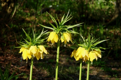 Kaiserkrone (Fritillaria imperialis) in gelb