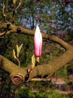 Magnolia, Knospe