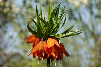 Kaiserkrone (Fritillaria imperialis) in orange