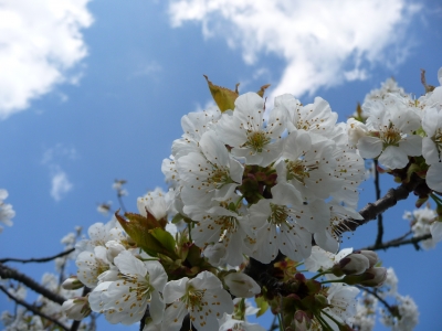 Kirschblüten