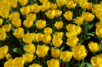 Textur gelbe Tulpen