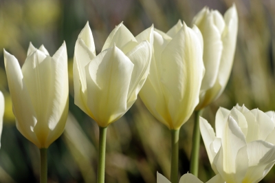 Weiße Tulpen