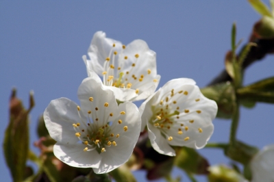 Frühling