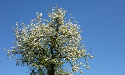 Frühlingsmond