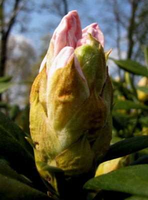 Rhododendronknospe (Makro)