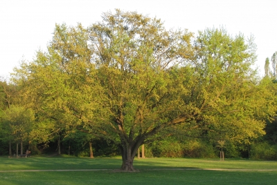 Mein Freund, der Baum