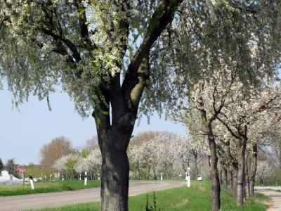 Blühende Obstbäume