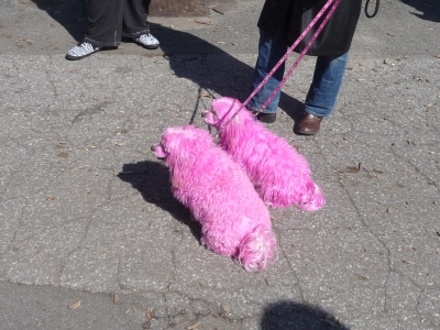 Pink Poodles