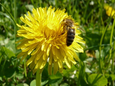 Biene auf Löwenzahn