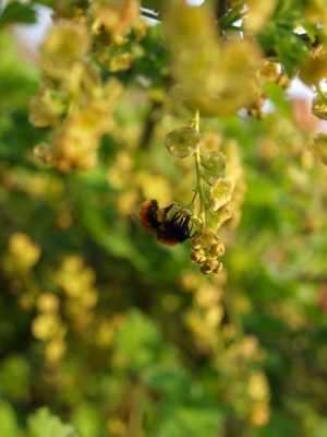 Biene an Johannisbeerblüten