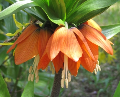 Blüten der Kaiserkrone (Makro)