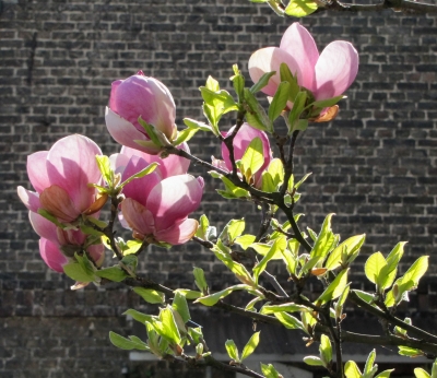 Magnolienblüten in der Frühlingssonne