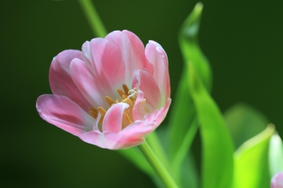 Tulpen-Blüten-Einblick