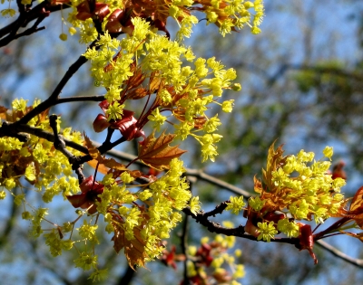 Ahornblüten