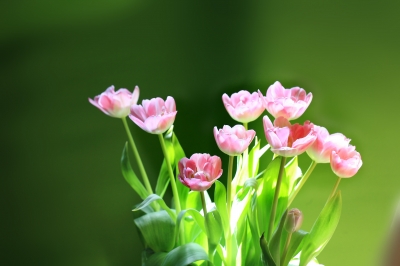 zartrosa Tulpen 1