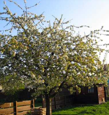 Kirschbaum bei Sonnenaufgang [2]