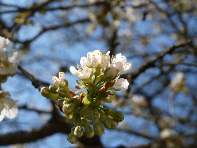 Kirschbaumblüte