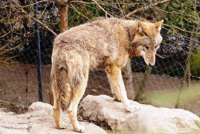 Mongolischer Wolf 3