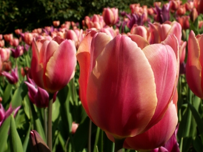 Tulpen aus Oldenburg