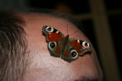 Schmetterling auf Glatze