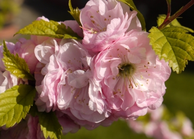 Mandelblüten im Detail