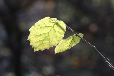 Haselnuss im Gegenlicht