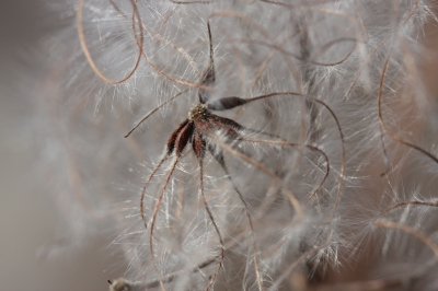 Clematis ganz nah