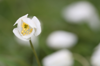 Halboffene Blüte des Buschwindröschens, Anemone nemorosa