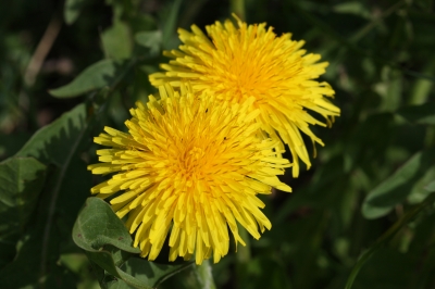 Löwenzahn im April 2010