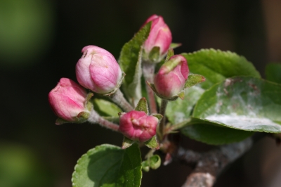 Apfelblüte im April, Nahaufnahme