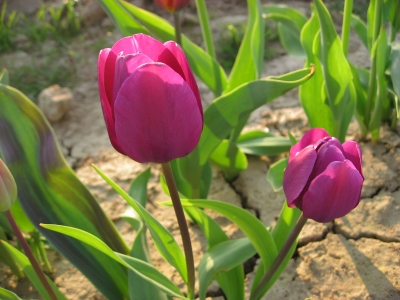 Tulpen purpur