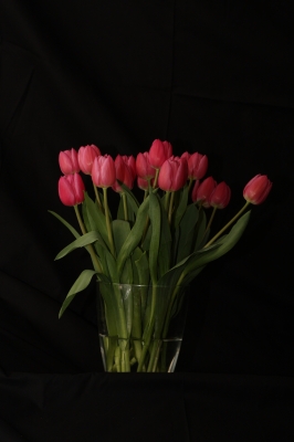 Strauß Tulpen