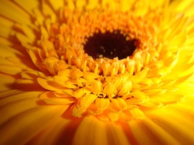 Gerbera