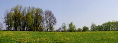 Panorama Löwenzahnwiese