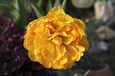 gefüllte Tulpe gelb