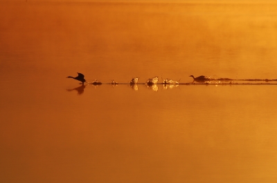 Abflug der Enten bei Sonnenaufgang