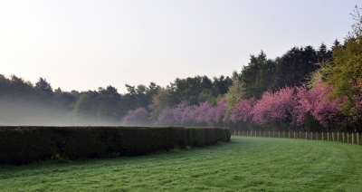 Morgensonne weckt Blütenpracht 1