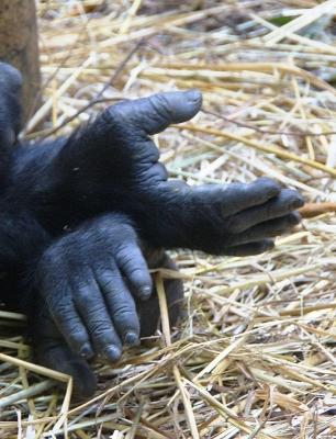Gorillas Hände