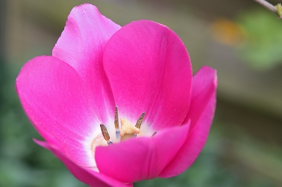 Tulpe in Pink