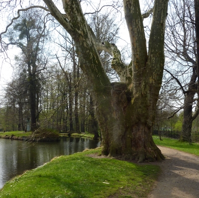 Ein Baum im Park des Schlosses Pillnitz ( Sachen )