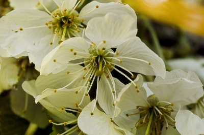 Kirschblüten