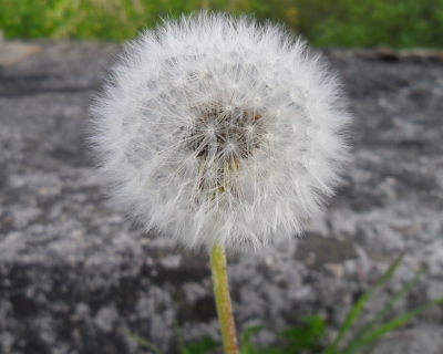 Pusteblume 1