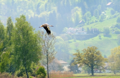 Storch über dem Ried