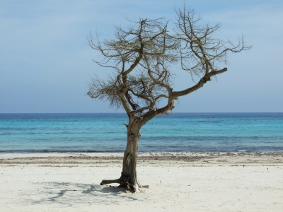 Baum am Strand