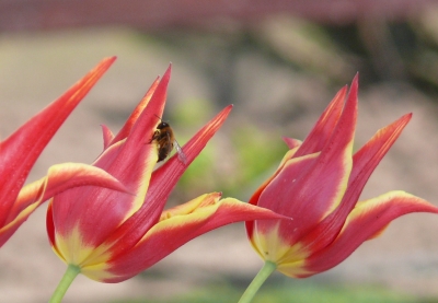 Biene auf Tulpe