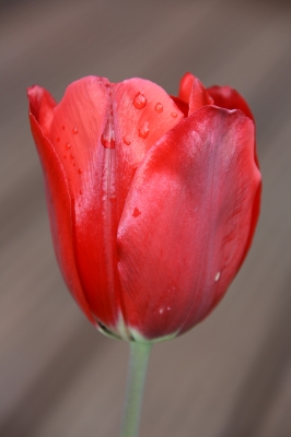 Tulpe voll aufgeblüht