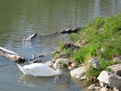 Schwan sucht nach Futter