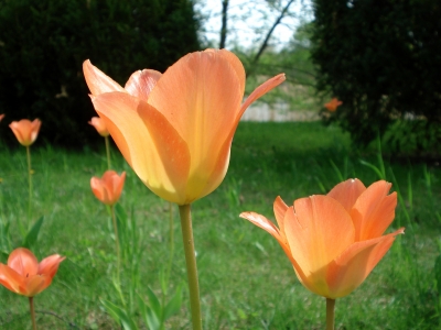 Lachsfarbene Tulpen