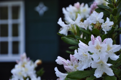 Rhododendron Busch vor Haus
